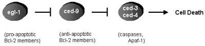 Figure 3: Cell death in C. elegans