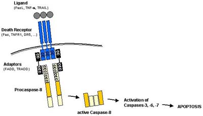 Figure 4: Receptor-mediated caspase activation at the DISC